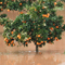 Flooded orange tree grove