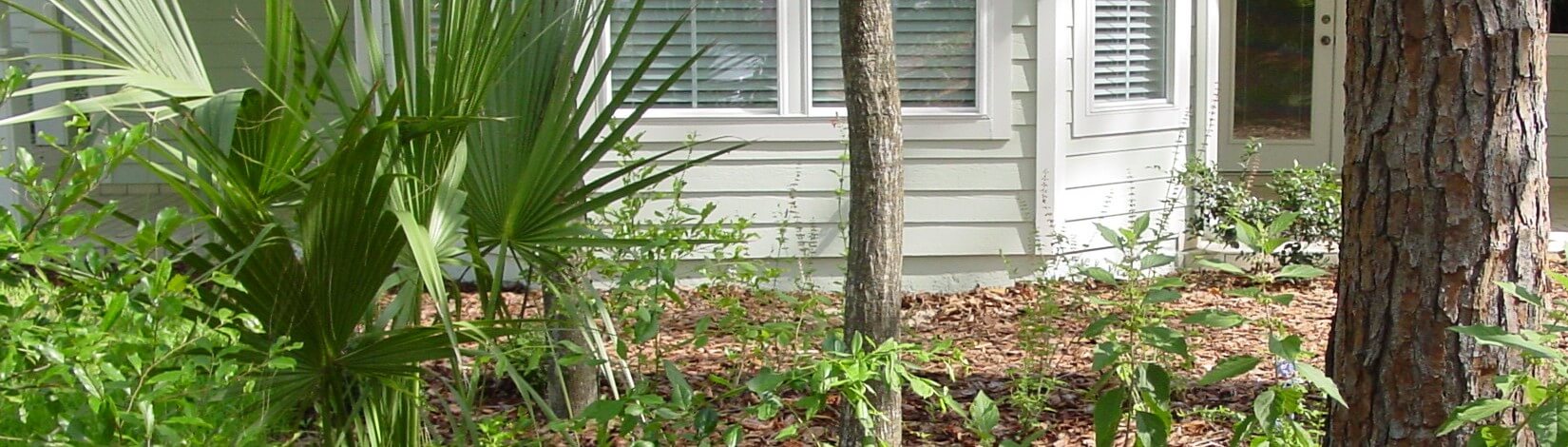 detail of a well maintained and sustainable front yard in front of a residential home