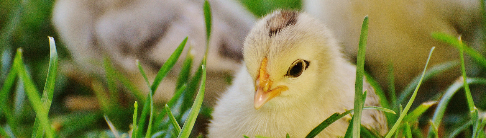 Chick in grass