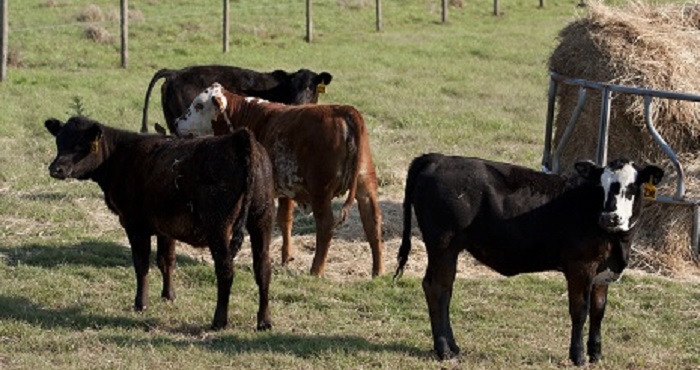 Cows in Field near Hay