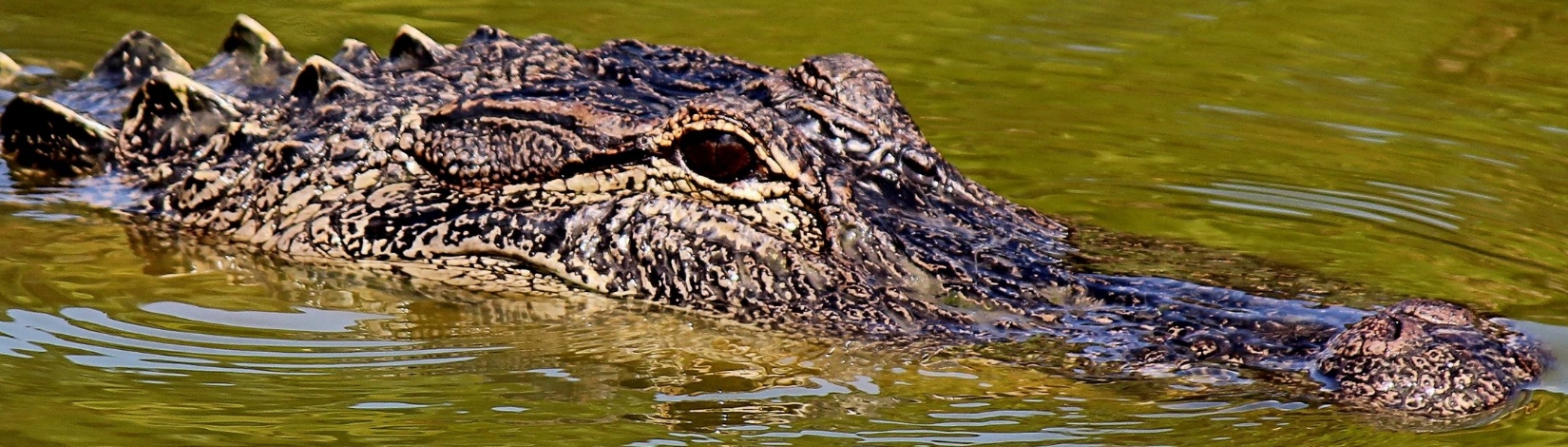 Close-up of a large alligator in a pond.    