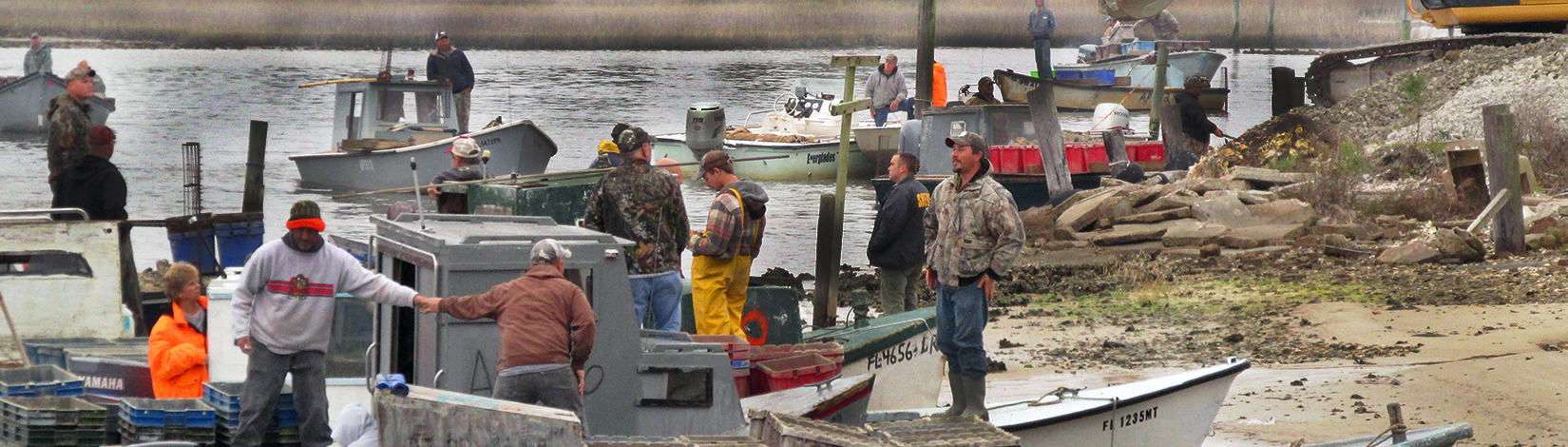 Oystermen in the bay oyster restoration