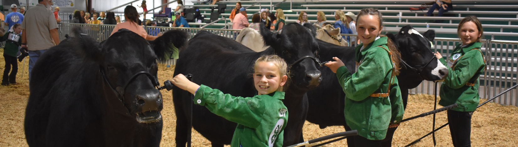4-H Members with their fat steers at the Suwannee River Fair