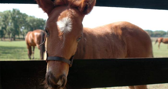 Foal, baby horse