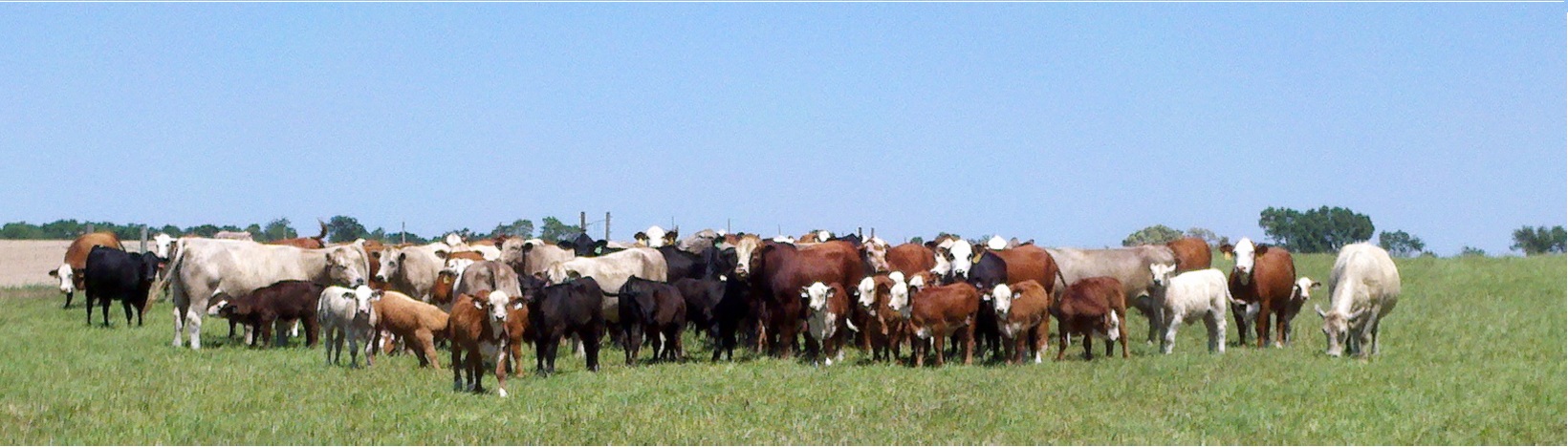 Beef Cattle at NFREC Marianna