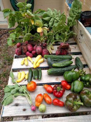 Ochs Vegetable harvest