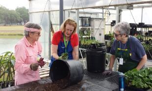 Master Gardener Volunteers work in preparation for the group's annual plant sale