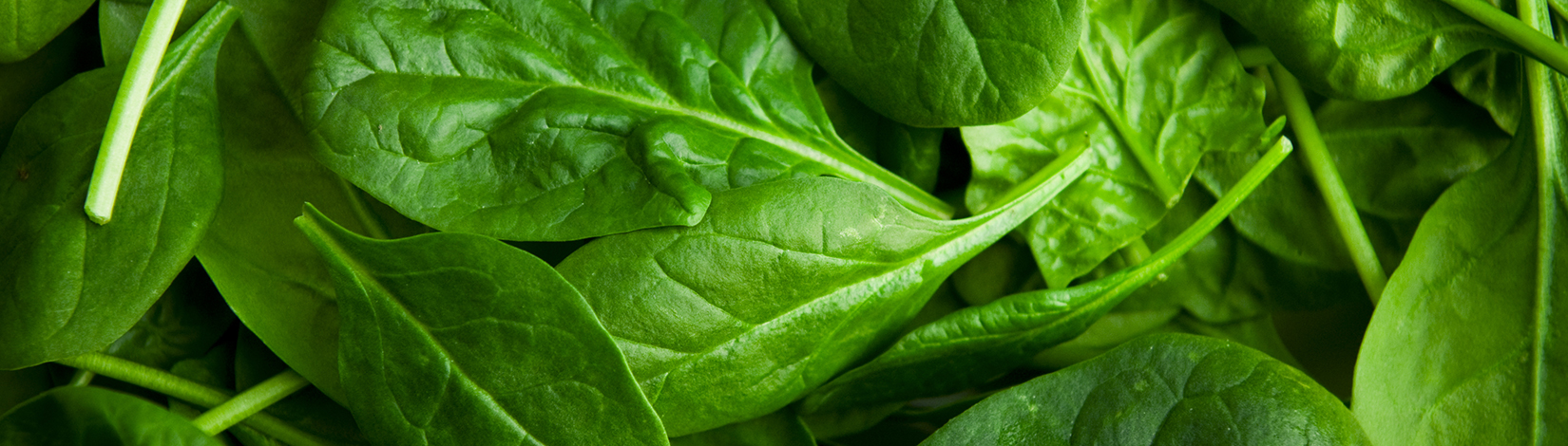 A close up photo of spinach.