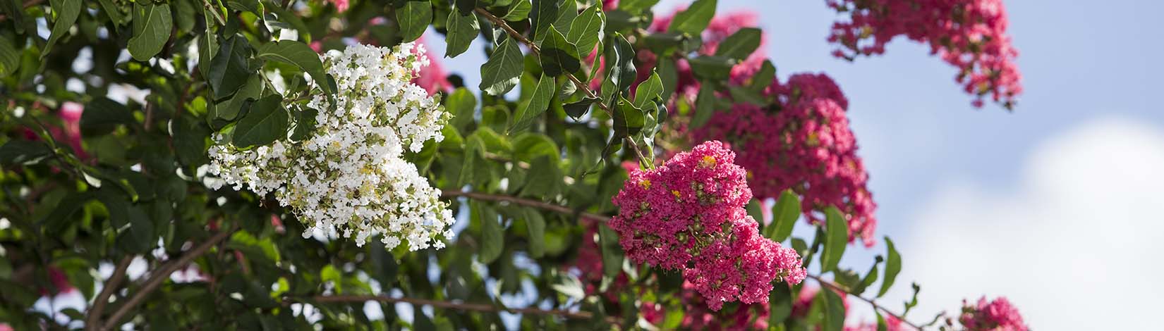 Crape myrtle pruning should typically be minimal