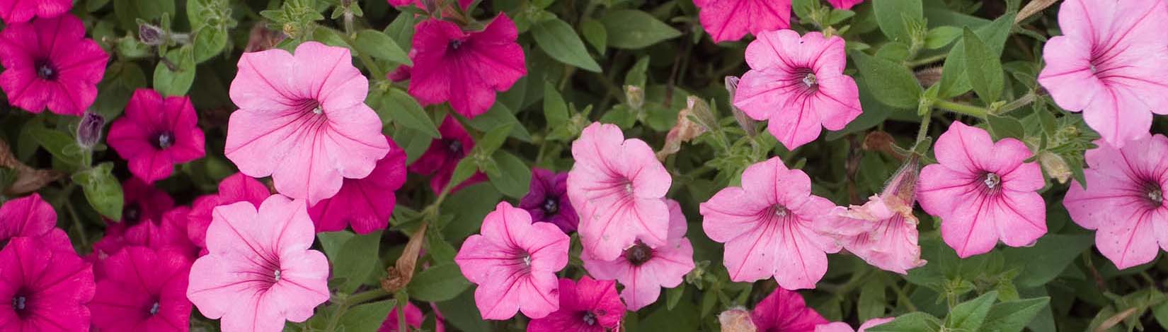 Petunias are an example of annual flowers in Florida