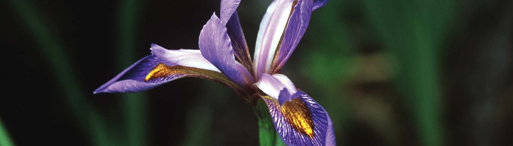 Purple iris, one of many bulbs in Florida