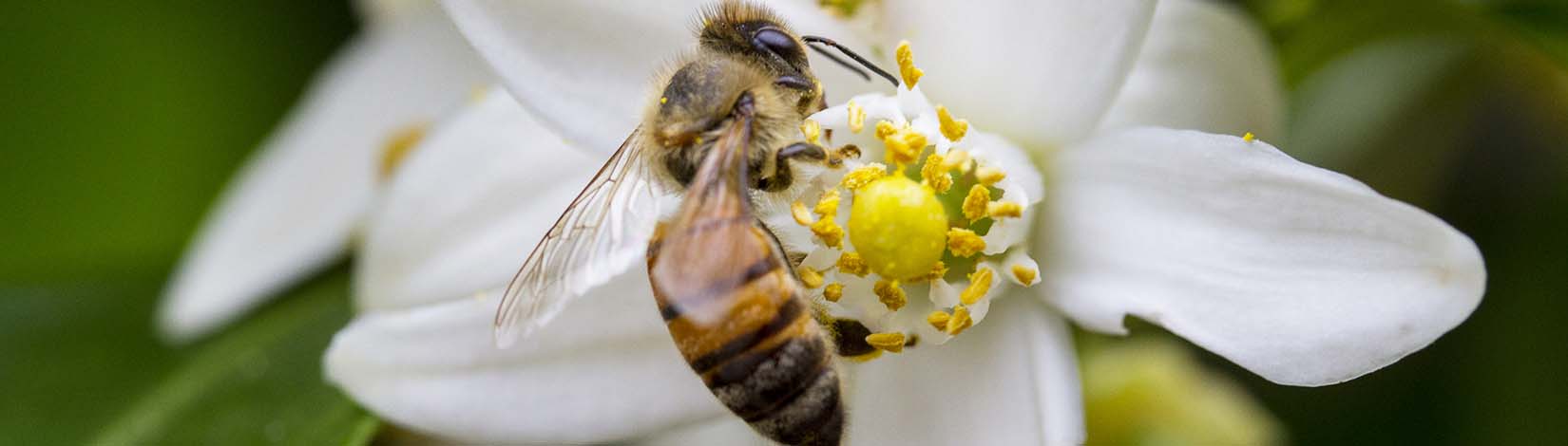 Bees pollinating nectar plants