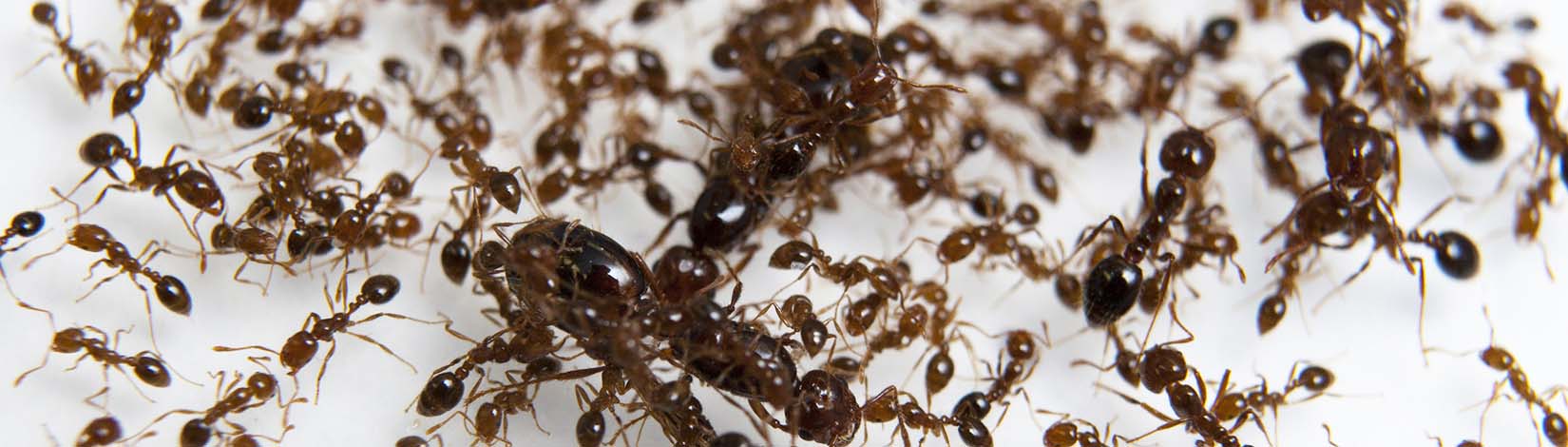 Fire ants in Florida