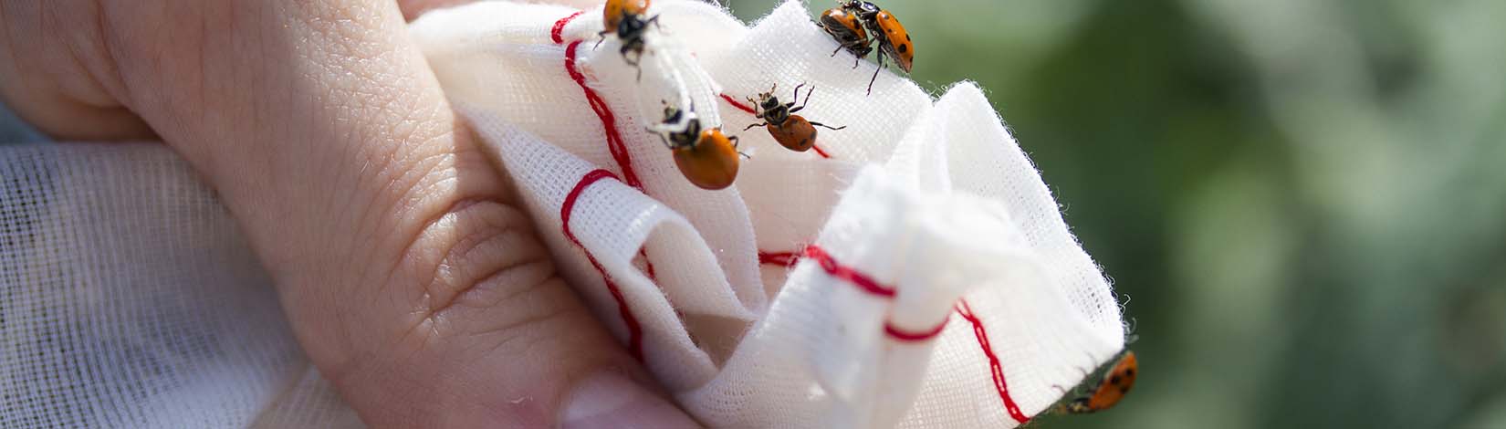 Hand holding ladybugs in Florida