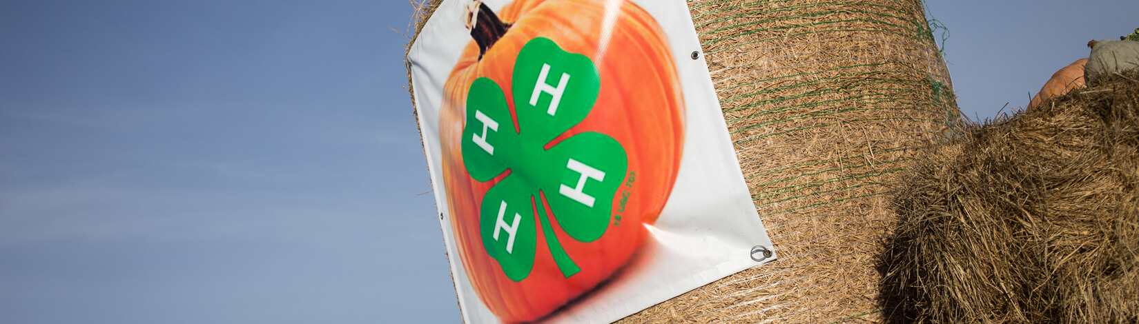 4-H logo on pumpkin