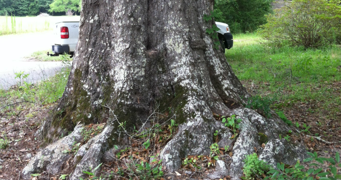 Tree in Walton County