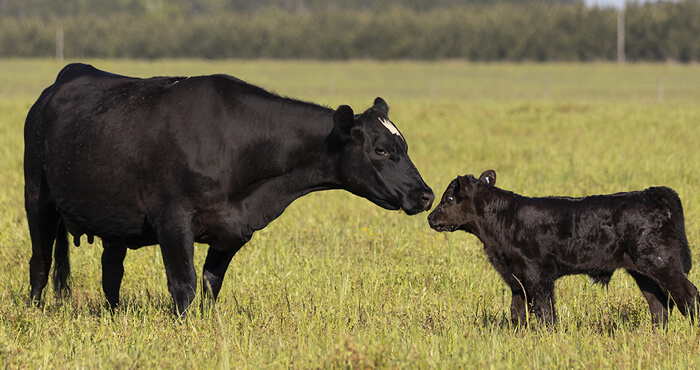 Black cow with calf