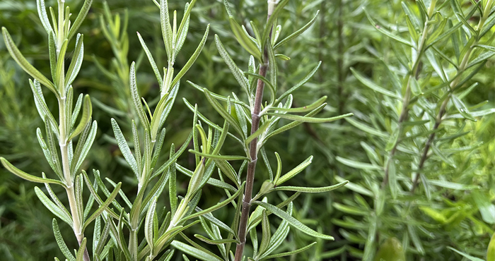 Rosemary