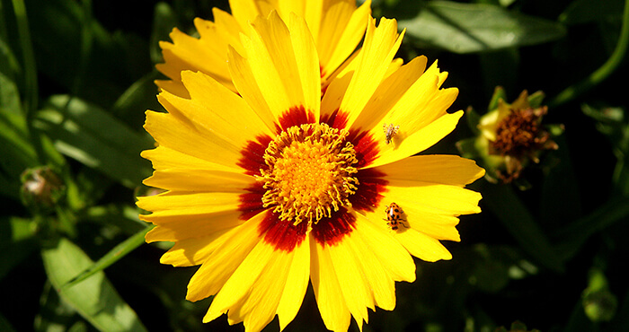 Coreopsis flowers