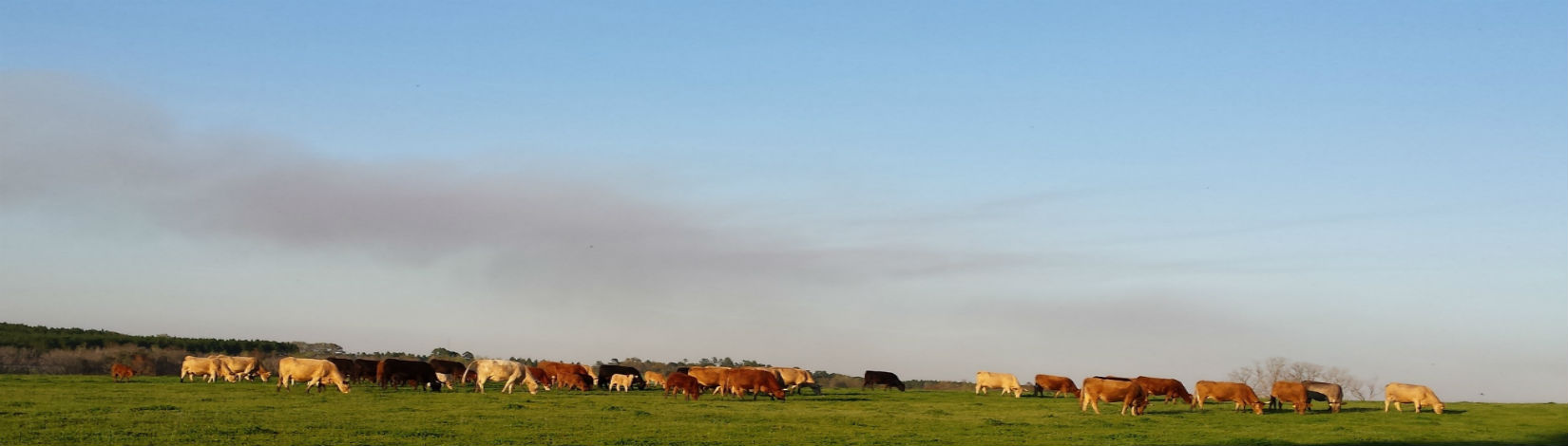 cattle grazing in a pasture