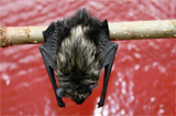 Bat hanging from branch