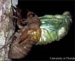 cicada adult emerging from nymph skeleton