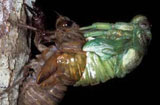Cicada molting
