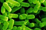 E. coli; photo courtesy of UF College of Medicine