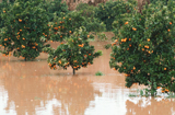Flooded orange grove