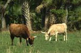florida cattle
