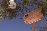 Barn owl nesting box