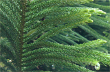 Norfolk Island Pine