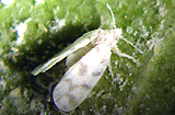 white fly