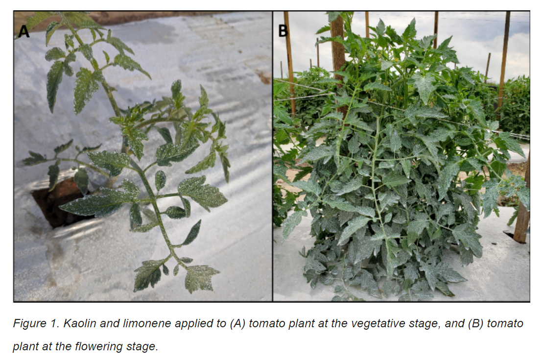 Figure 1: Kaolin and limonene applied to (A) tomato plant at the vegetative stage, and (B) tomato plant at the flowering stage