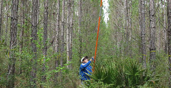 Small photo of a researcher working in a forest