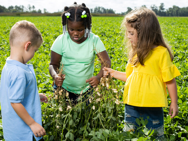 young children examining peanuts in a field