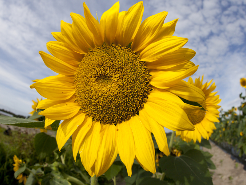 sunflower