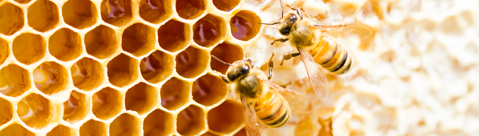 Beekeeping Education - Alachua County - University of Florida ...