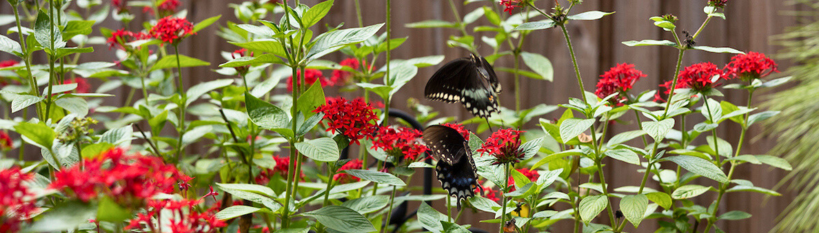 Plants with butterflies