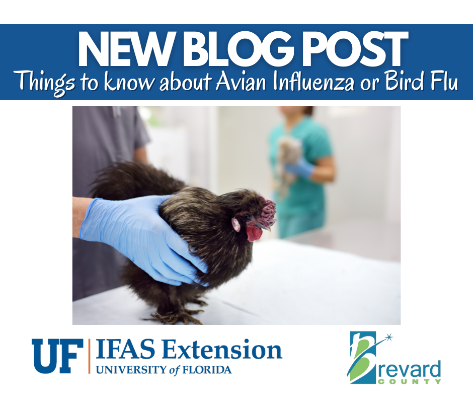 New Blog Post Avian Influenza or Bird Flu