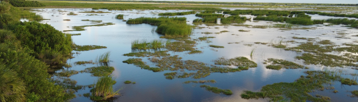 Image of waterway and aquatic plants