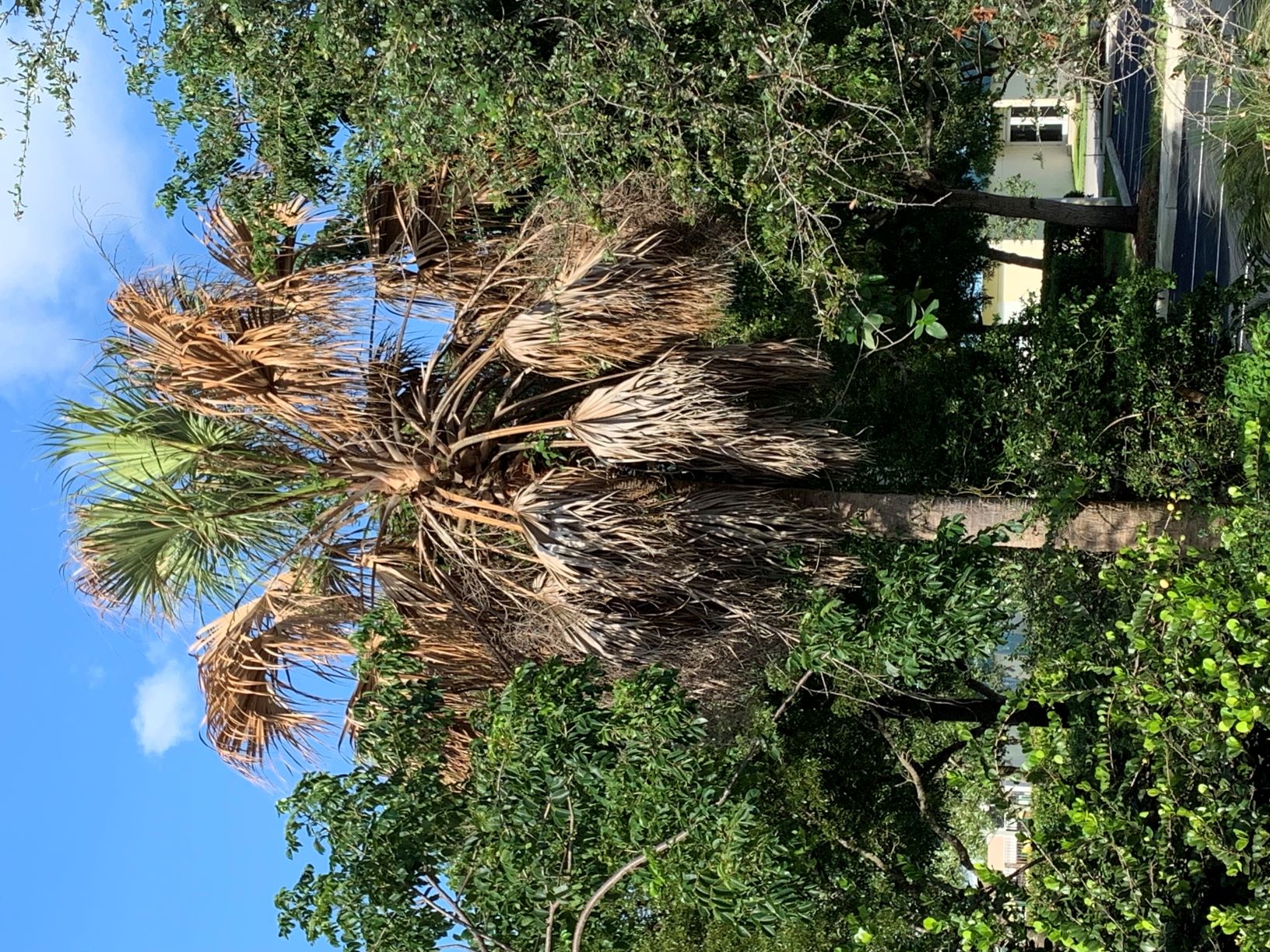 lethal bronzing on sabal palm