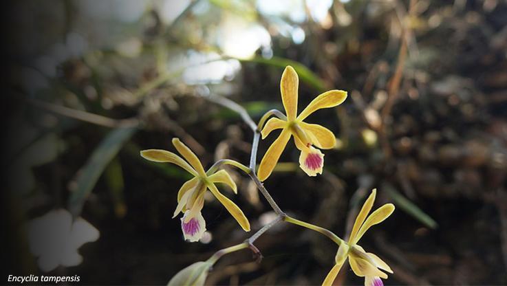 A cluster of Encyclia tampensis orchids in a natural habitat