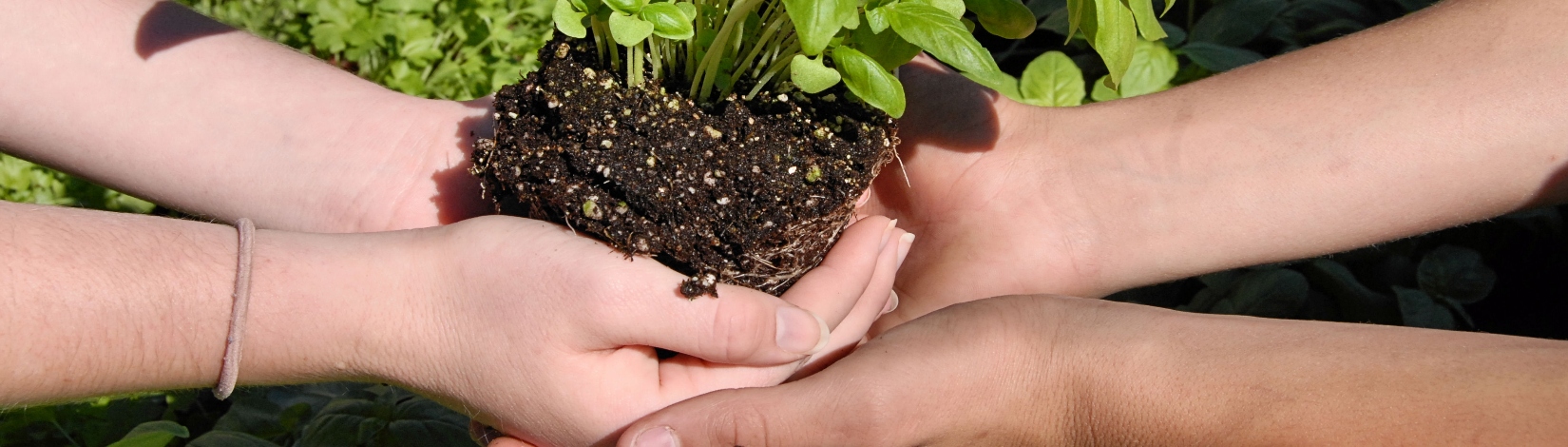 Children’s hands holding soil and herbs.   