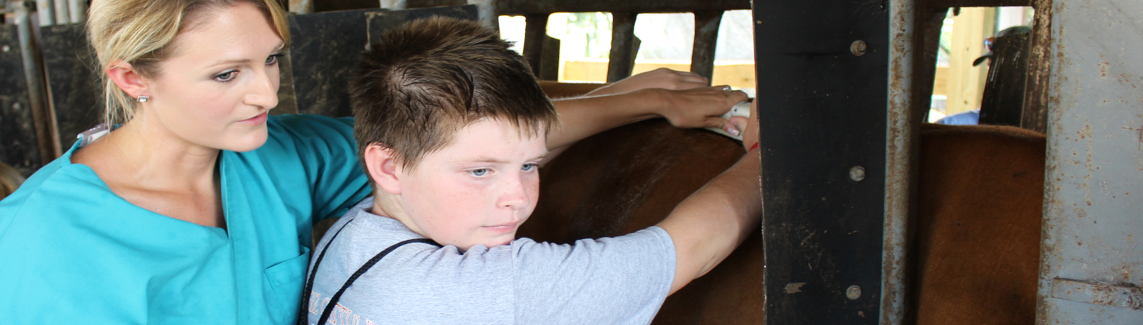 4-H youth examining a cow with an ultra sound 