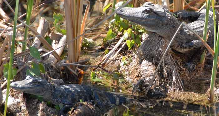 Baby gators in a marsh.    