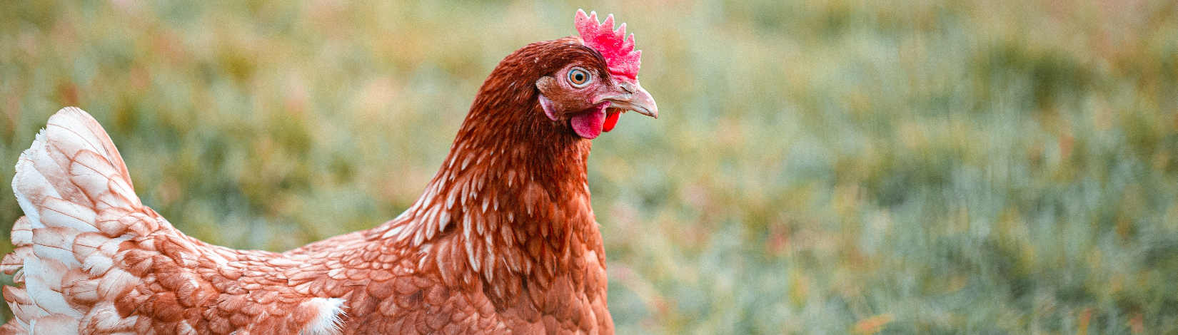 a close up image of a chicken