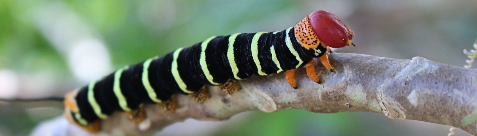 Large caterpillar crawling on branch.  
