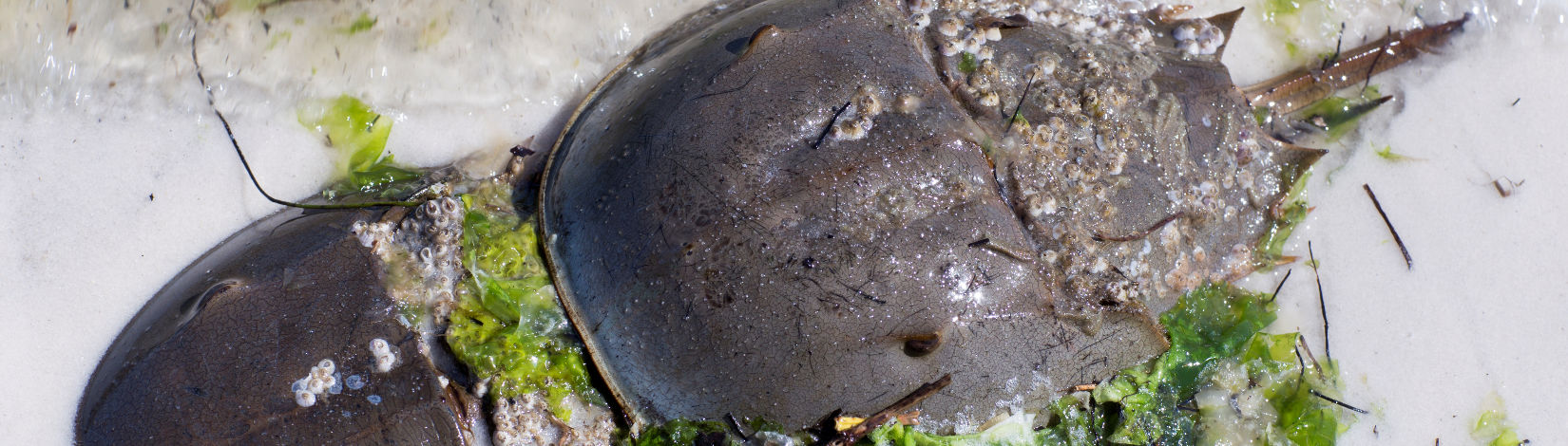 A pair of horseshoe crabs having a tender moment