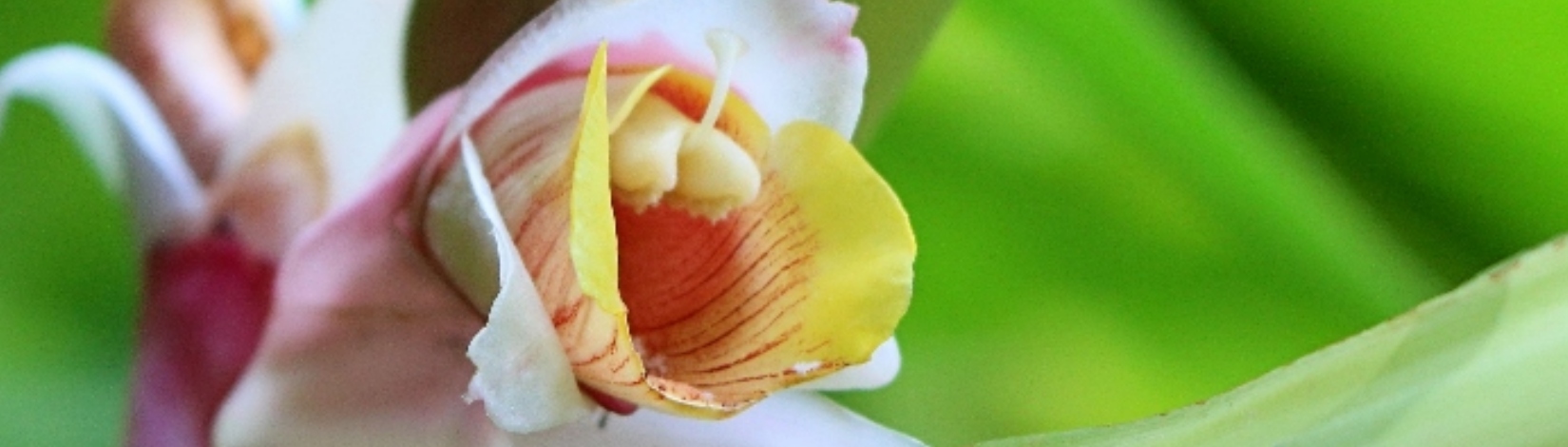 Close-up a ginger blossom.    